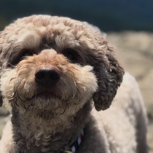 Meet your Posher, Daniel